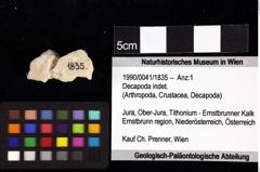 Foto (Objket + Etiketten) von Pithonoton sp. 